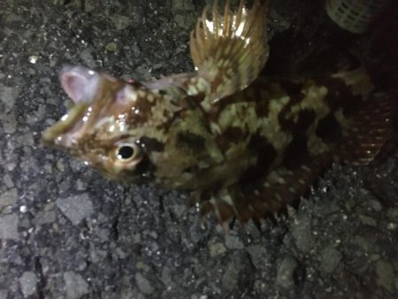 夜釣りイマイチ